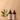 Gondwana Botanicals Gritty Bundle