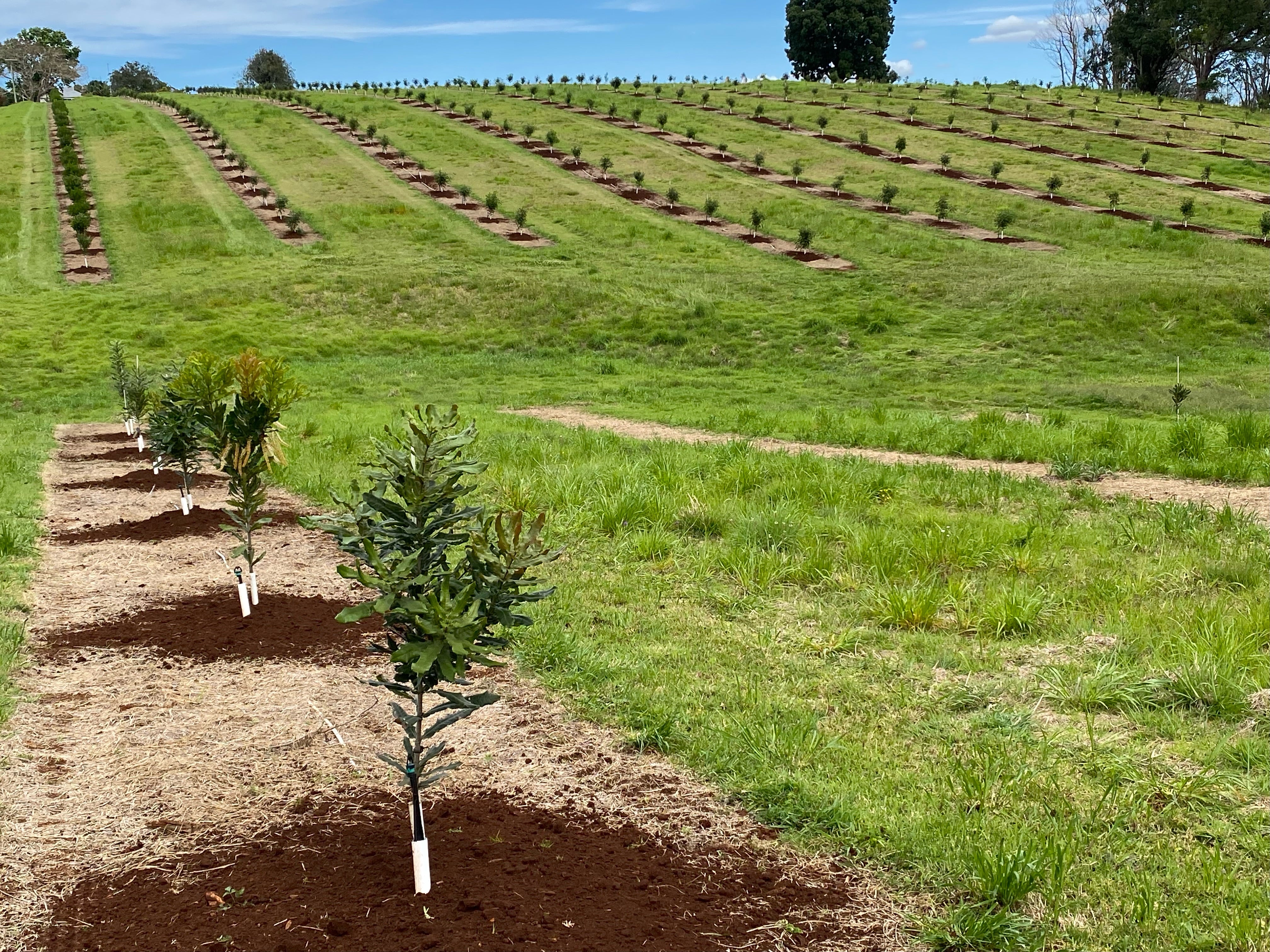 Modiwana Tree Gondwana Pink – Gondwana Macadamias
